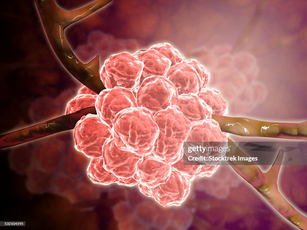 Stachybotrys Musae Microscopic View Of Stachybotrys High-Res Vector Graphic - Getty Images