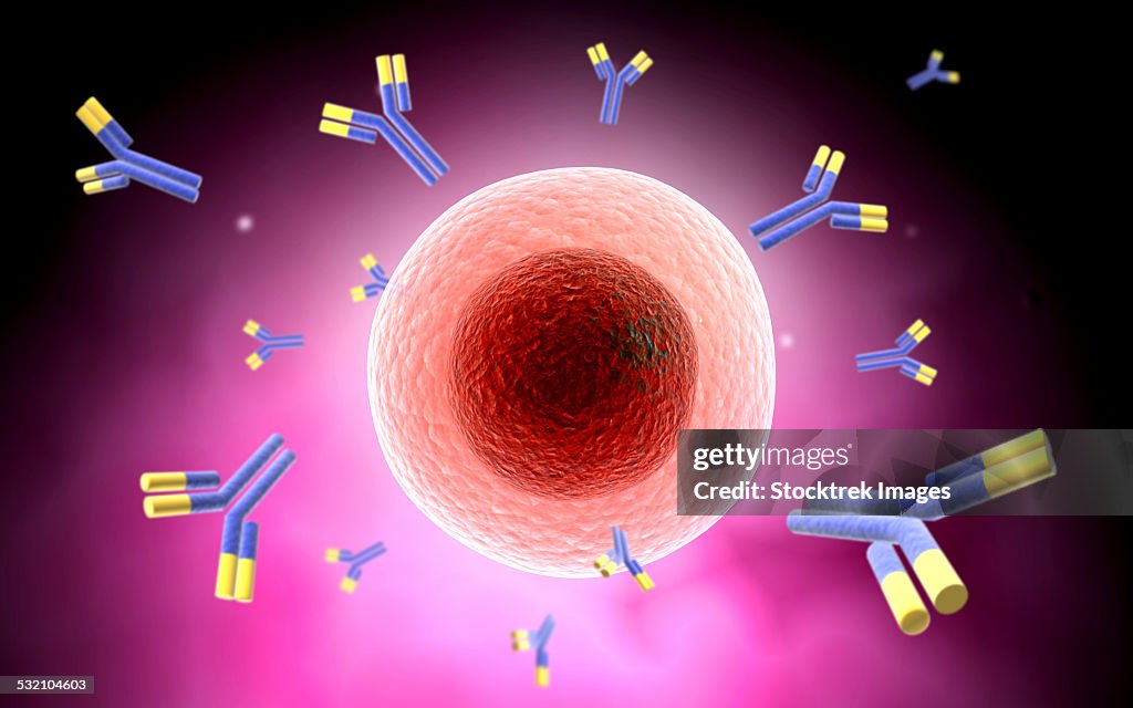 Microscopic view of cell and antibody.