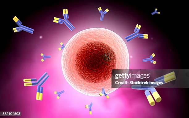 microscopic view of cell and antibody. - mast cell stock illustrations