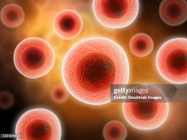 microscopic view of cell. - cytoskeleton stock illustrations