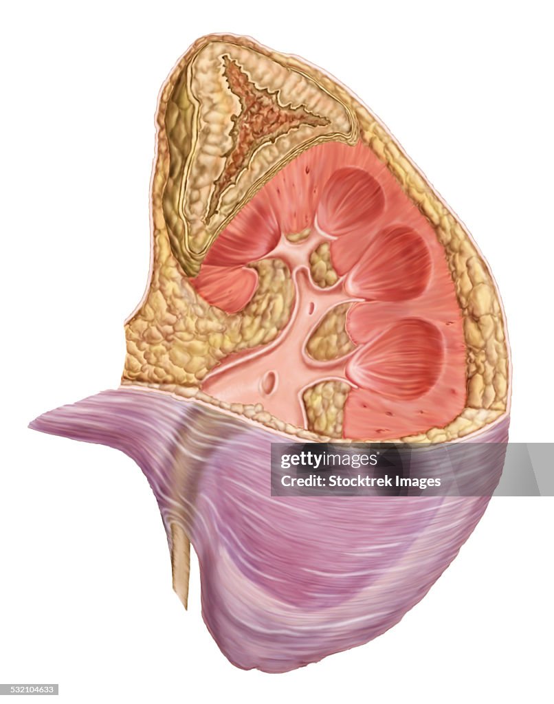 Cutaway view of the human kidney and adrenal gland.