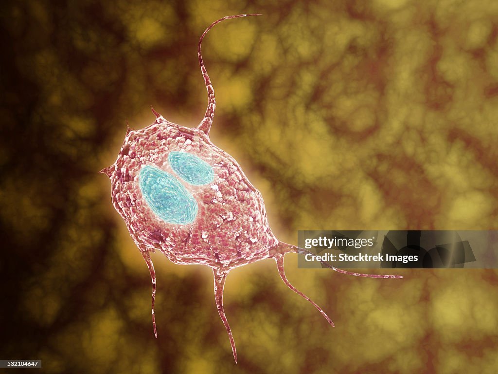 Microscopic view of Giardiasis.