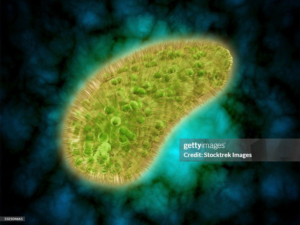 Microscopic view of Paramecium bursaria.