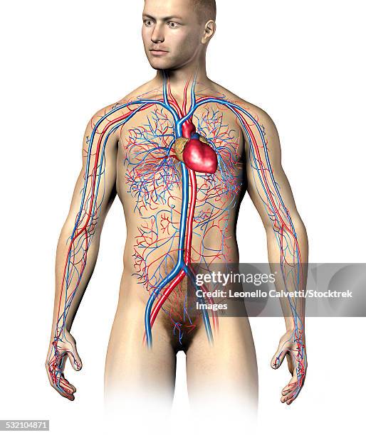 stockillustraties, clipart, cartoons en iconen met male human circulatory system, upper part, superimposed to realistic body. - coronary arteries diagram