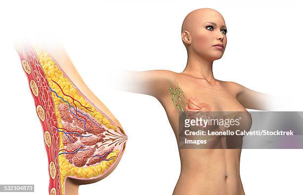 2,441 Lymph Nodes Anatomy Stock Photos, High-Res Pictures, and Images -  Getty Images