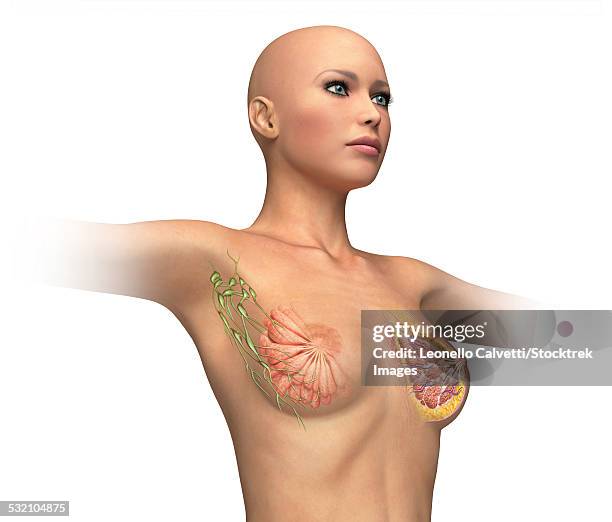 ilustraciones, imágenes clip art, dibujos animados e iconos de stock de woman torso with breast cutaway, cross section. - tejido adiposo