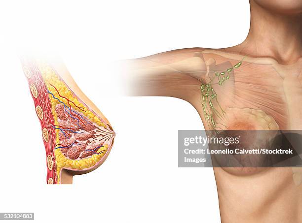 ilustraciones, imágenes clip art, dibujos animados e iconos de stock de woman breast cutaway, cross section diagram with woman figure showing lymphatic glands. - tejido adiposo