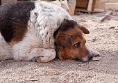 Homeless dog lying on ground