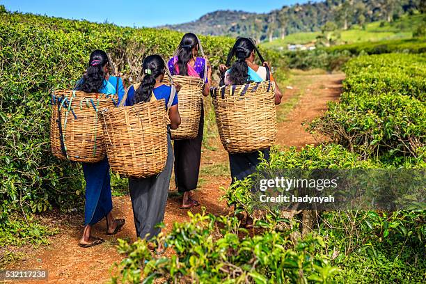 tamil femmes crossing plantation, près de ceylan nuwara eliya, - sri lanka and tea plantation photos et images de collection