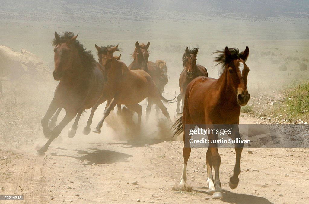 Bureau Of Land Management Rounds Up Wild Horses