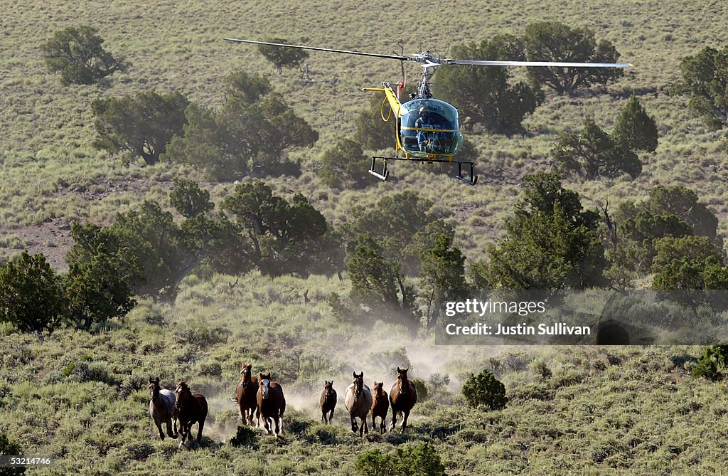Bureau Of Land Management Rounds Up Wild Horses