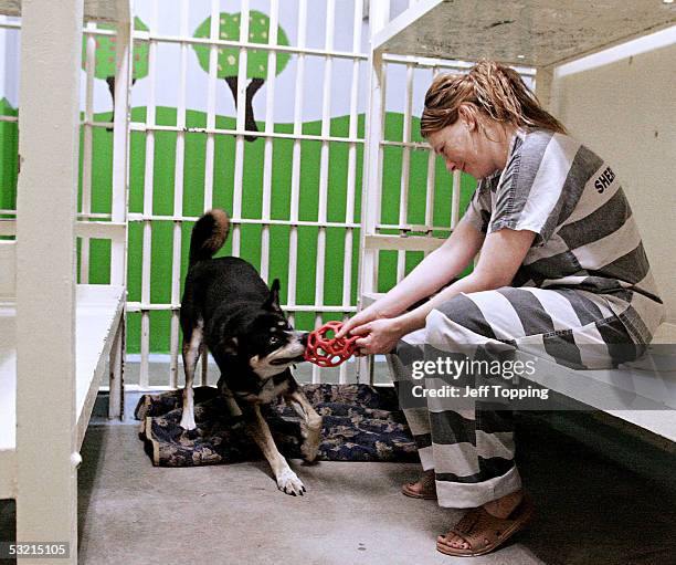 Maricopa County Jail inmate Michelle Prewitt plays tug-of-war with Randy, a Husky mix, in his cell at the jail's fourth floor Maricopa Animal Safe...