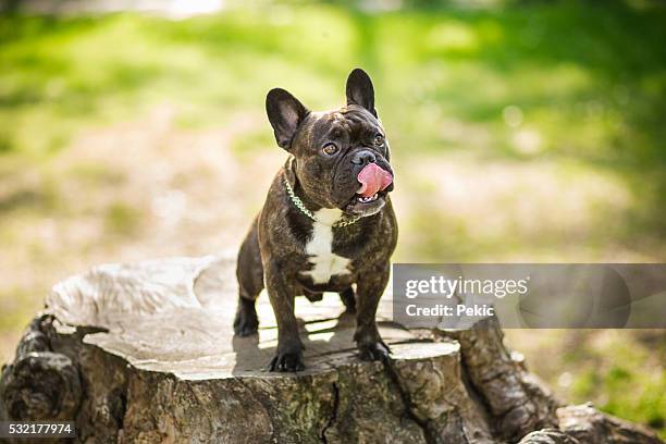 buldogue francês no passeio na floresta - bulldog frances imagens e fotografias de stock