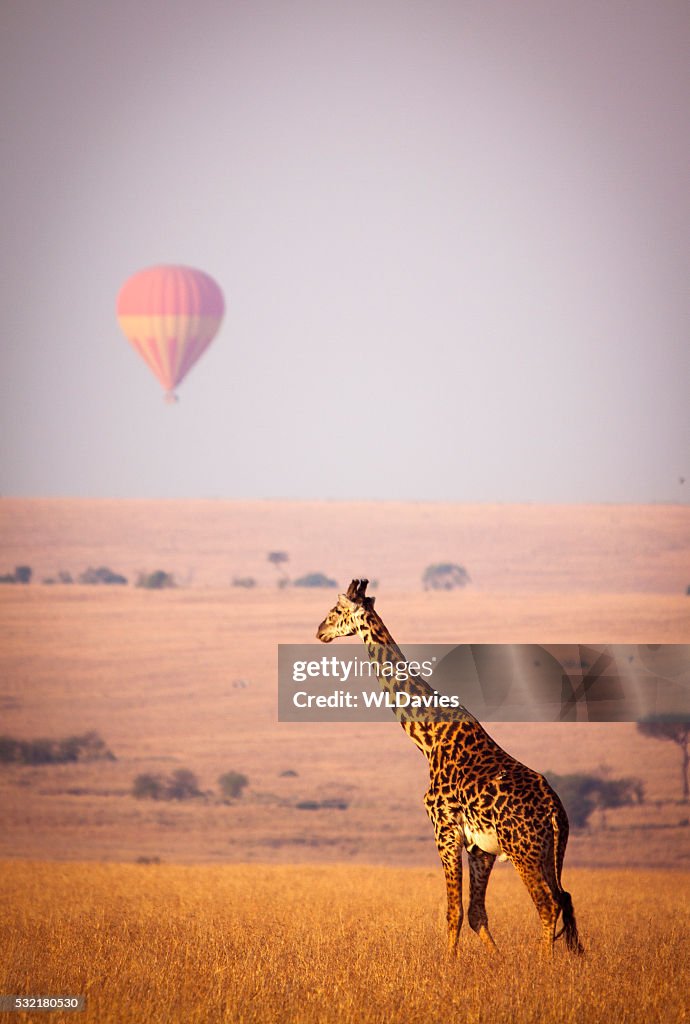 Giraffe and balloon