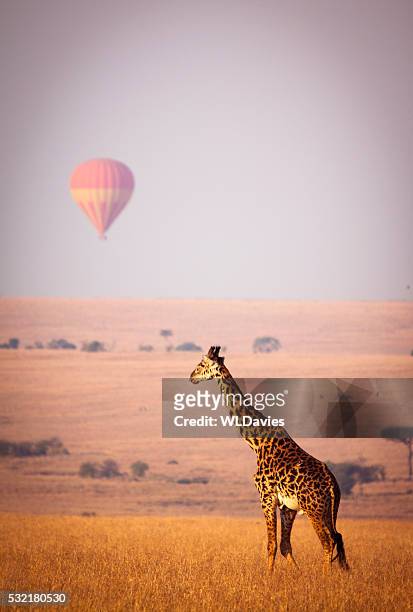 giraffe and balloon - kenya stock pictures, royalty-free photos & images