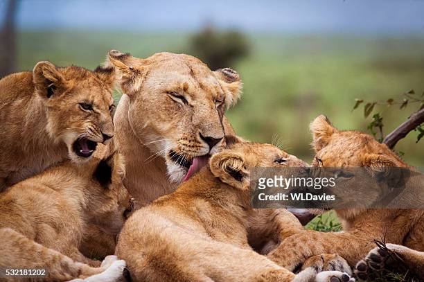 mutter und löwe cubs - löwe großkatze stock-fotos und bilder