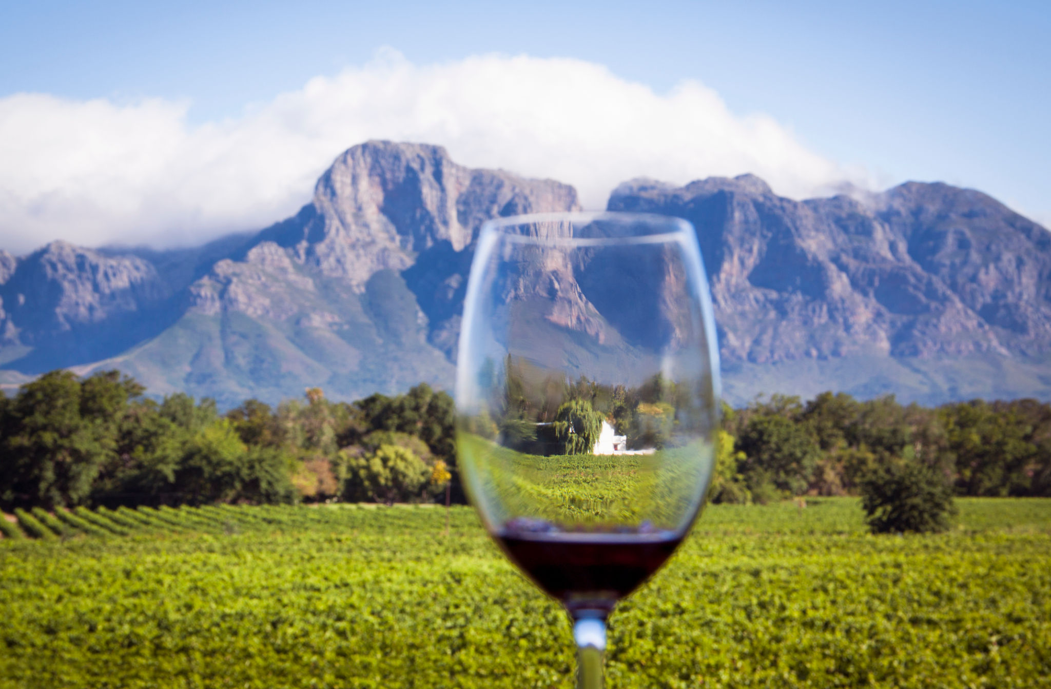 vineyards Cape Town
