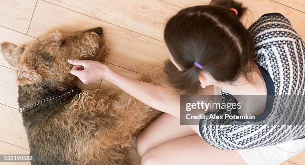 teenager girl petting the airedale terrier dog - airedale terrier stock pictures, royalty-free photos & images