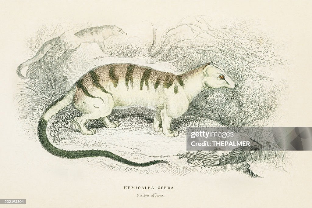 Palm Civet Hemigalus engraving 1855