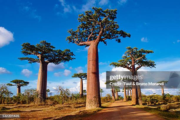 madagascar, morondava, baobab trees - baobab stock pictures, royalty-free photos & images