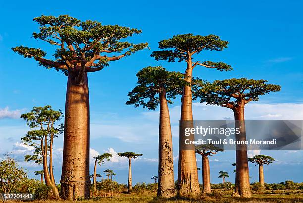 madagascar, morondava, baobab trees - madagáscar imagens e fotografias de stock