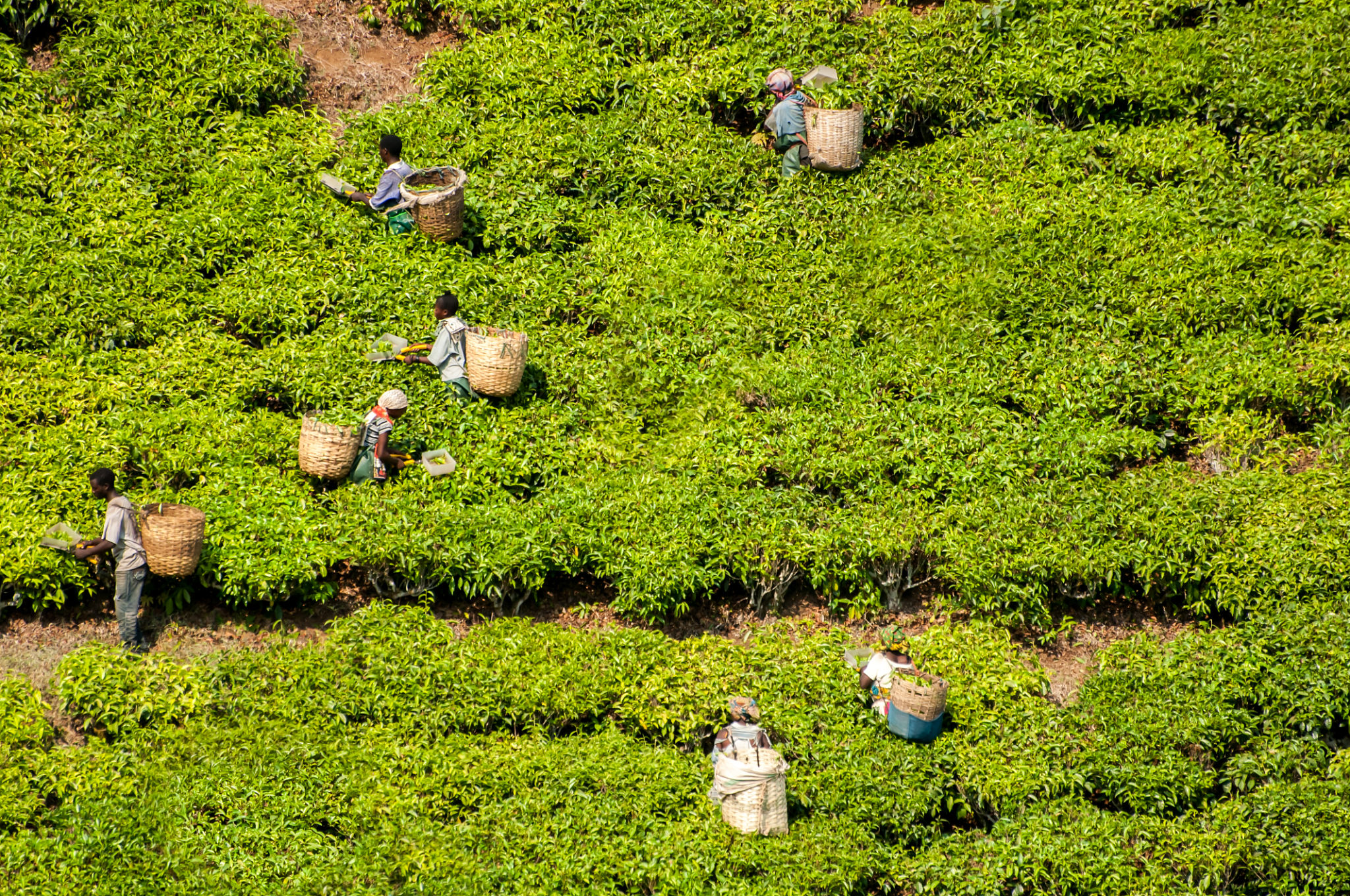 fair trade agriculture