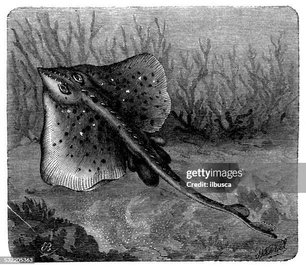 vintage illustration skate oder ray - echter rochen stock-grafiken, -clipart, -cartoons und -symbole