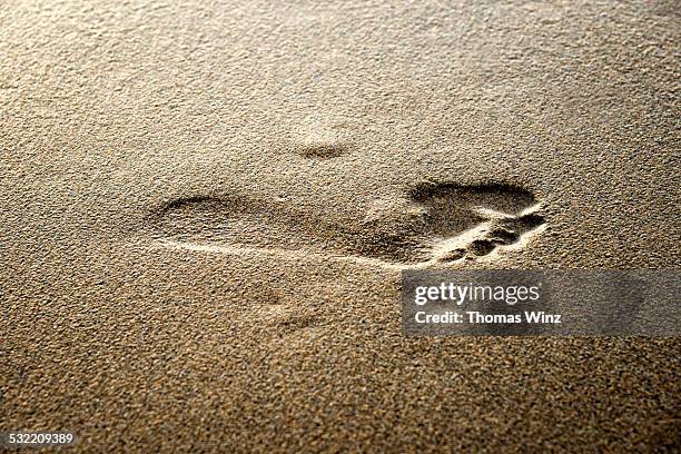 foot print in wet sand - huella de carbono fotografías e imágenes de stock