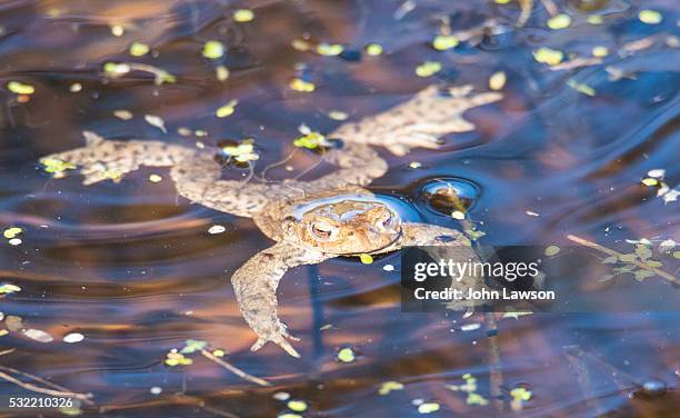 59 Toad Bumps Stock Photos, High-Res Pictures, and Images - Getty Images