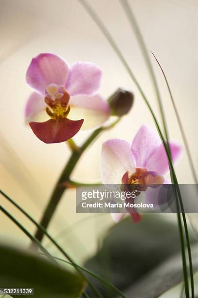 pink mini doritaenopsis orchid flowers - doritaenopsis stock pictures, royalty-free photos & images