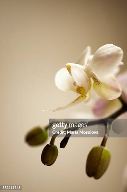 dtps. newberry snowdrops 'bouquet' orchid flowers - doritaenopsis stock pictures, royalty-free photos & images