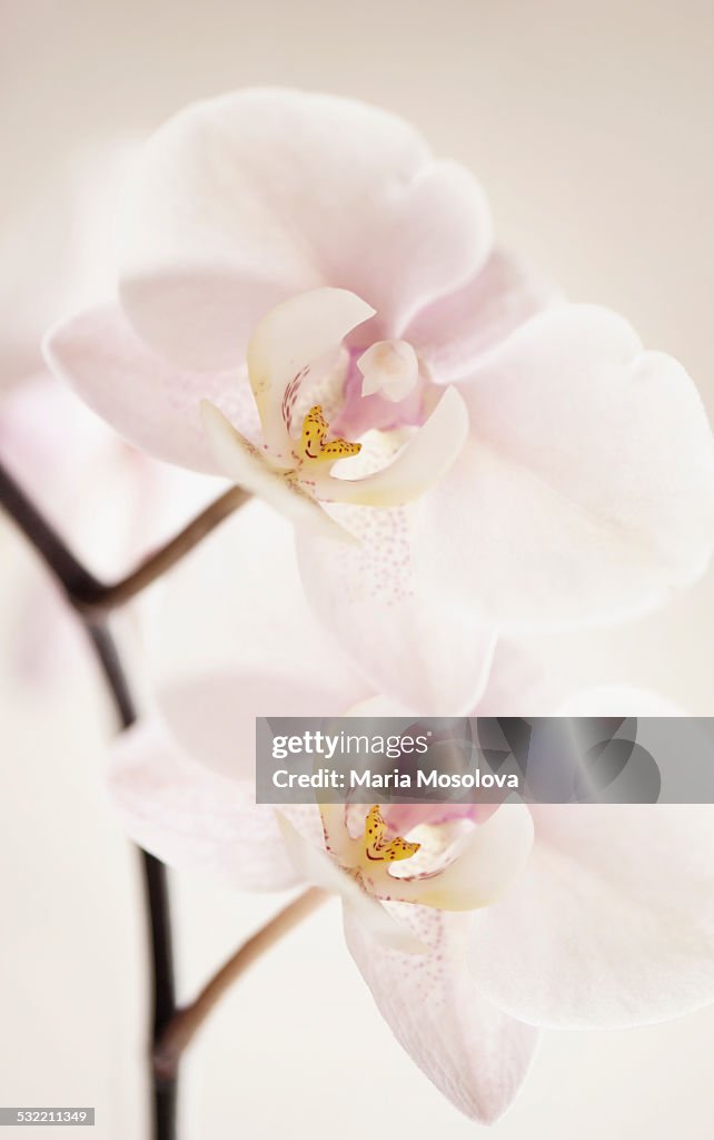 Phalaenopsis Orchid Nobby's Amy Flower Pair