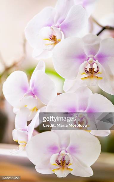 white phalaenopsis with pink blus flower chain - blus imagens e fotografias de stock