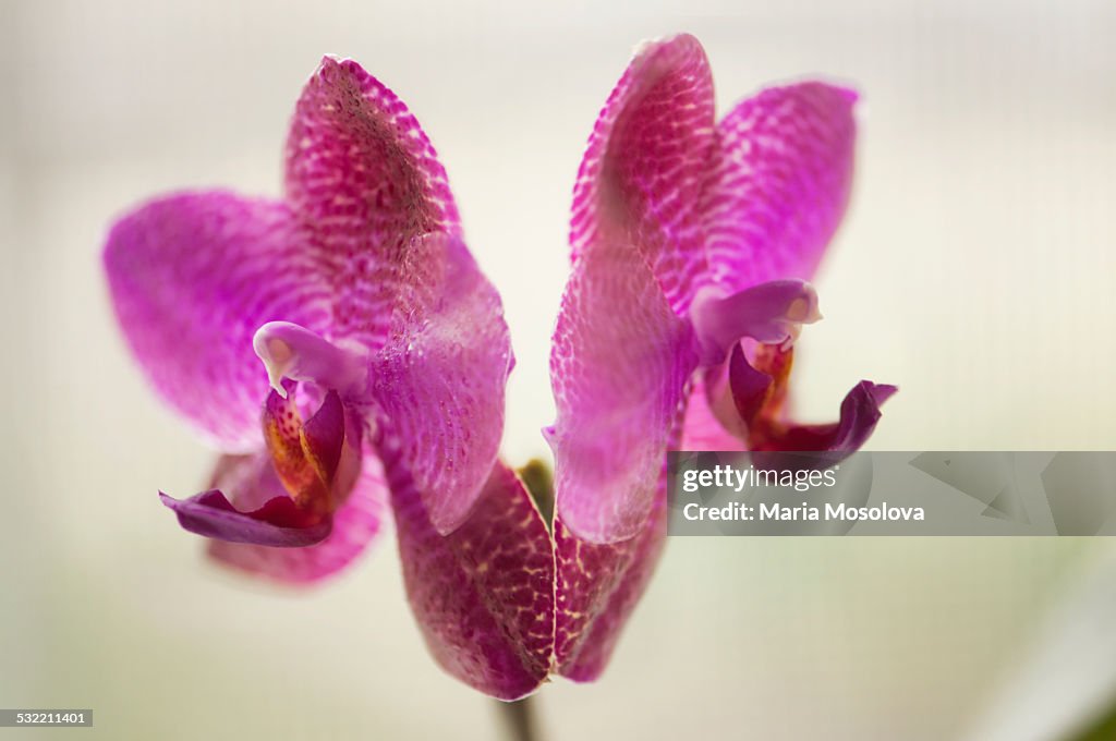 Two Vivid Pink Phalaenopsis Flowers Facing