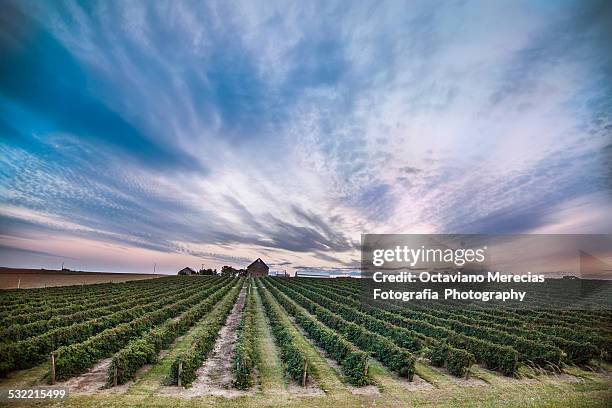 evening in wine country - willamette valley stock pictures, royalty-free photos & images