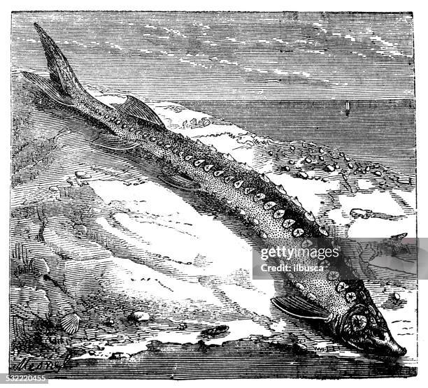 antique illustration of european sea sturgeon (acipenser sturio) - sturgeon stock illustrations