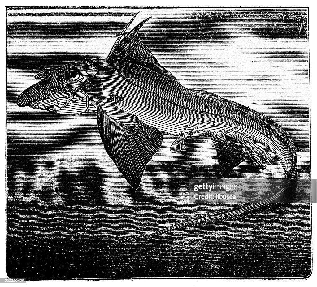 Antique illustration of Chimaera monstrosa (rabbit fish or rat fish)