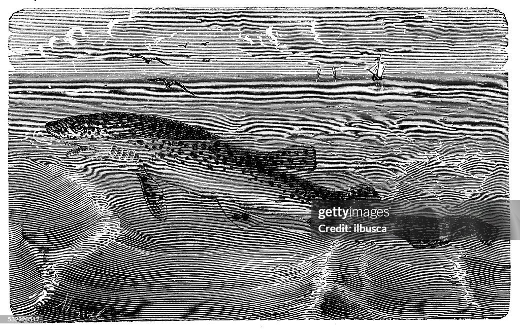 Antique illustration of spiny dogfish, spurdog, mud shark