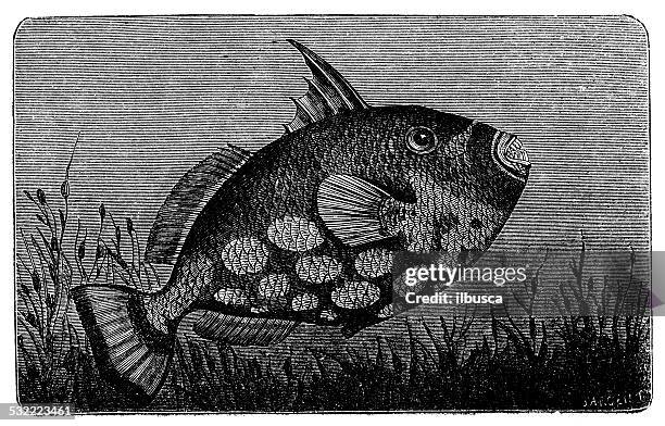 antique illustration of grey triggerfish (balistes capriscus) - grey triggerfish stock illustrations