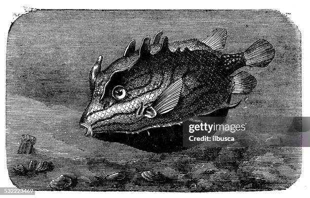 antique illustration of longhorn cowfish (lactoria cornuta) - longhorn cowfish stock illustrations