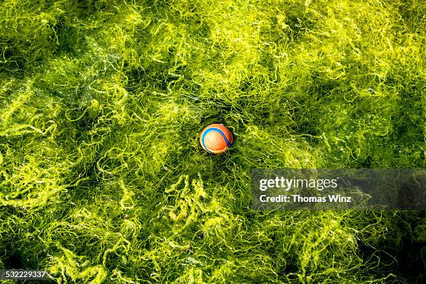 baseball in algea - out of context stock pictures, royalty-free photos & images