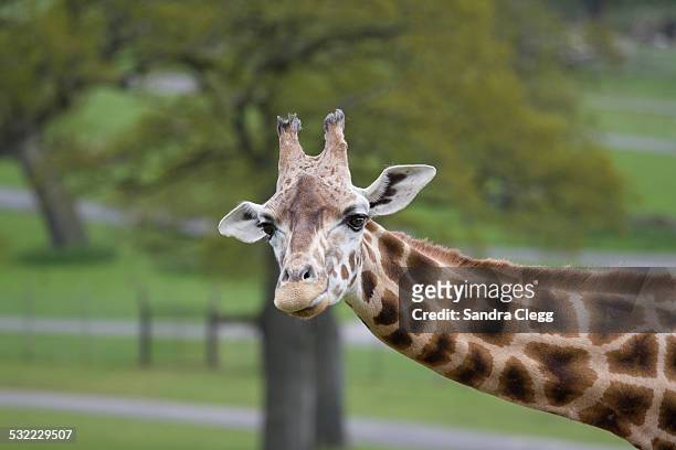 hello - longleat house stock pictures, royalty-free photos & images