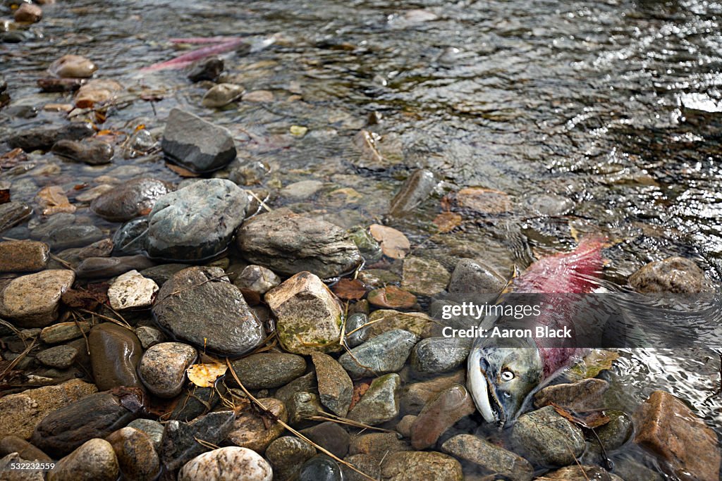 Deceased red salmon lies still on river edge
