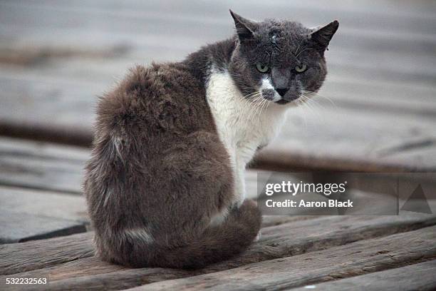 grey and white cat with scruffy fur on wharf - gato não domesticado - fotografias e filmes do acervo