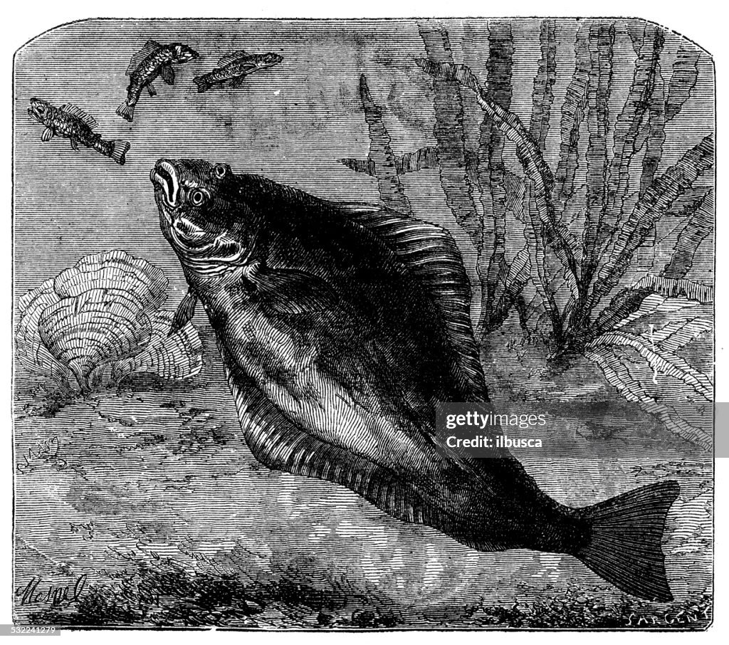 Antique illustration of Halibut