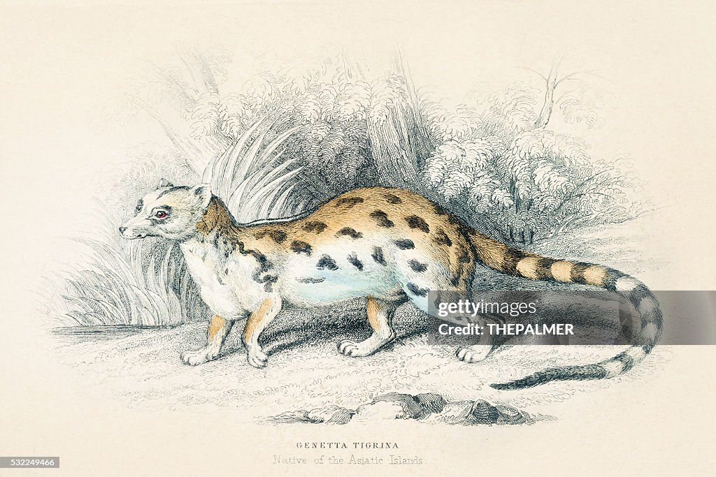Viverra genet engraving 1855