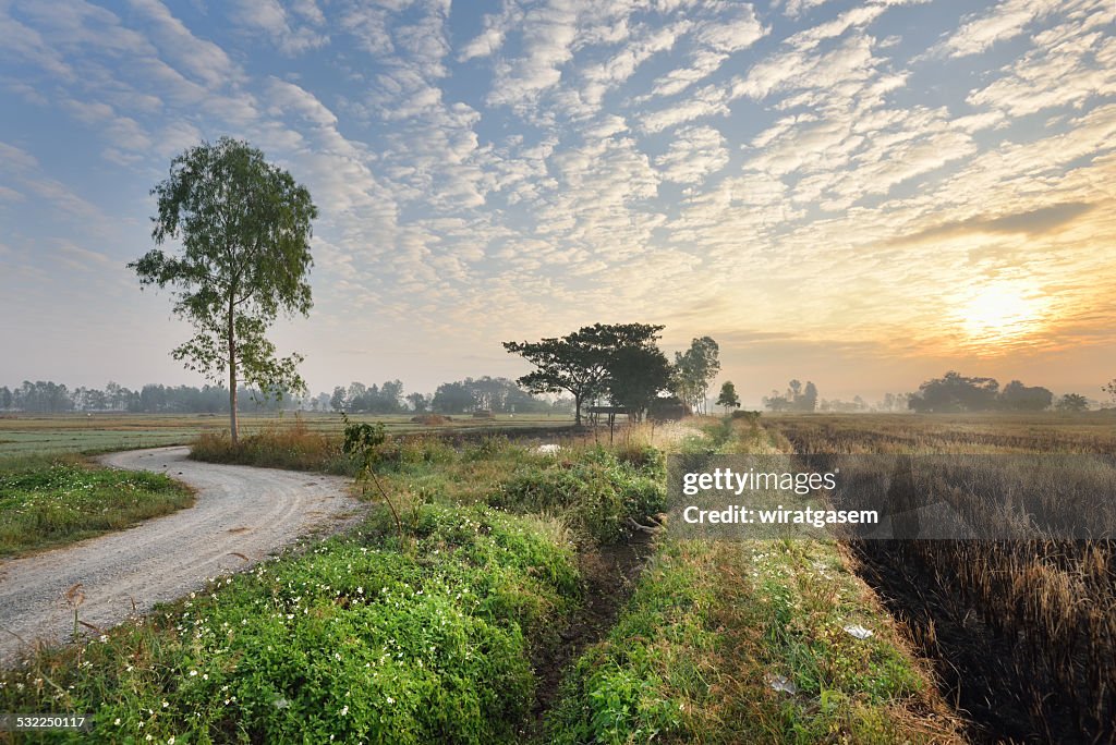 Country road in rice field