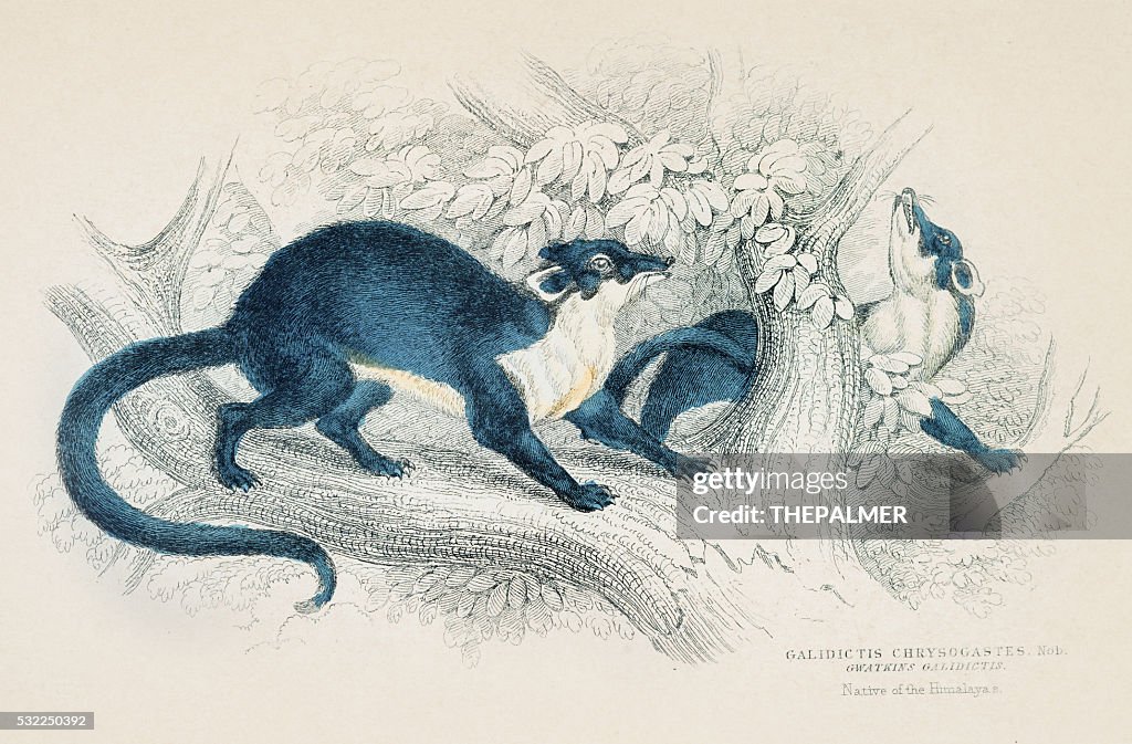 Galidictis Chrysogastes engraving 1855
