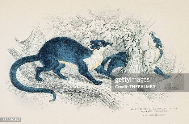 galidictis chrysogastes engraving 1855 - palm civet stock illustrations