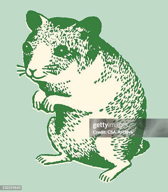 bildbanksillustrationer, clip art samt tecknat material och ikoner med hamster - hamster